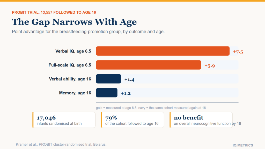 Bar chart showing the breastfeeding-promotion group's IQ advantage shrinking from 7.5 points in verbal IQ and 5.9 points in full-scale IQ at age 6.5 to 1.4 and 1.2 points by age 16, from the PROBIT randomized trial
