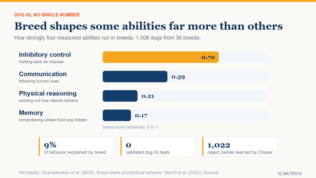 Bar chart of breed-level heritability for four dog cognitive abilities: inhibitory control 0.70, communication 0.39, physical reasoning 0.21 and memory 0.17.