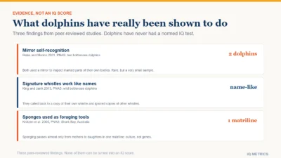 Three cards summarising peer-reviewed dolphin findings: two bottlenose dolphins using a mirror, signature whistles working like names in wild dolphins, and sponge tool use passed down one matriline in Shark Bay.