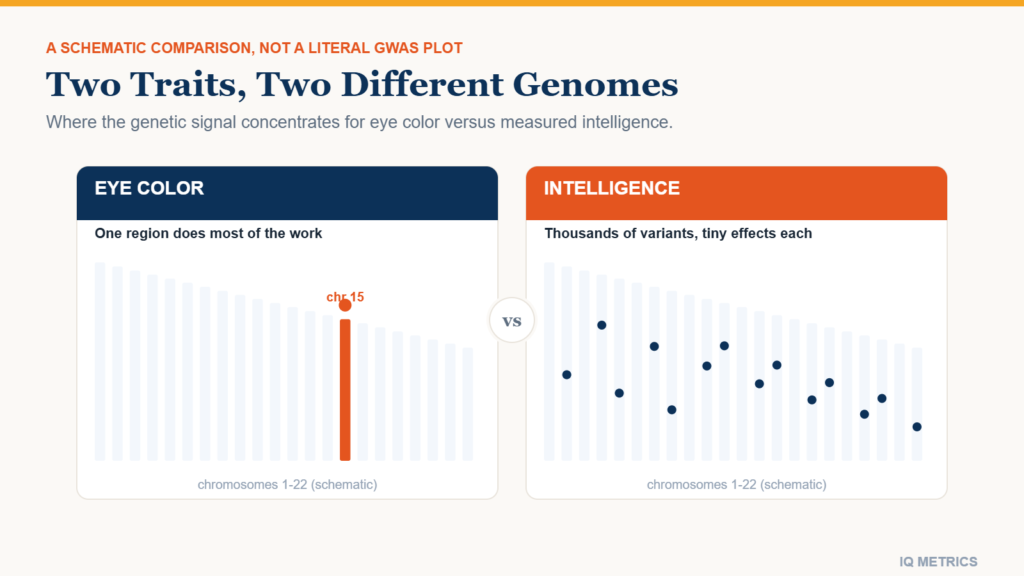 Diagram contrasting the single gene region behind eye color with the thousands of variants linked to measured intelligence.