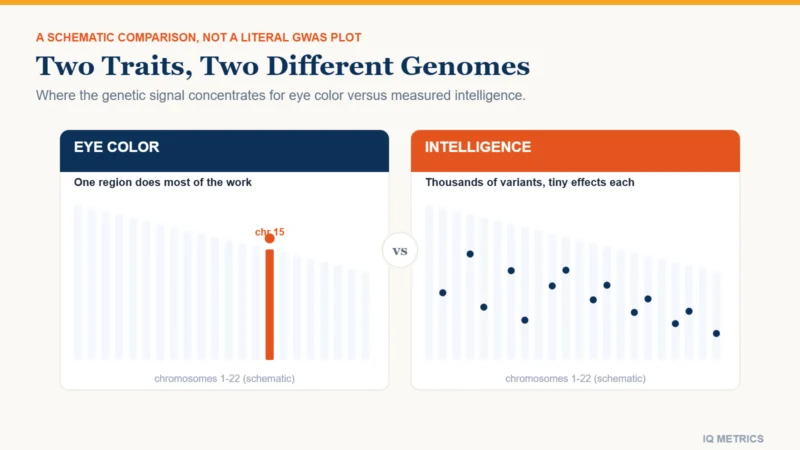 Diagram contrasting the single gene region behind eye color with the thousands of variants linked to measured intelligence.