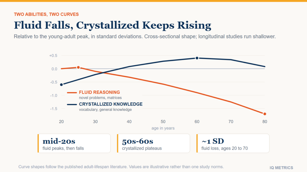 Chart of fluid and crystallized intelligence across the adult lifespan, showing fluid reasoning peaking in the mid-twenties and declining steadily while crystallized knowledge keeps rising into the sixties