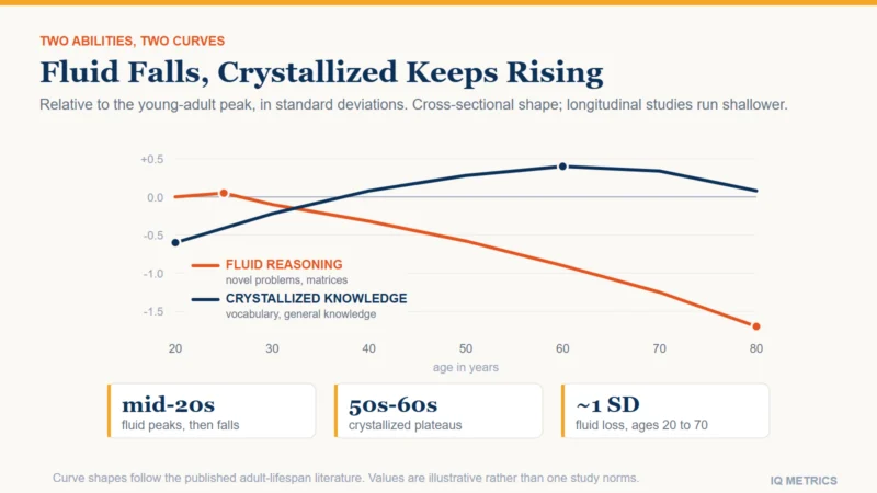 Chart of fluid and crystallized intelligence across the adult lifespan, showing fluid reasoning peaking in the mid-twenties and declining steadily while crystallized knowledge keeps rising into the sixties