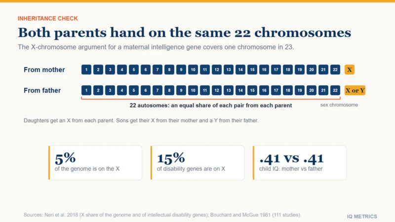 Two rows of 23 boxes show that each parent hands on the same 22 numbered chromosomes plus one sex chromosome. The X chromosome is about 5% of the genome and holds about 15% of known intellectual disability genes, yet mothers and fathers resemble their children in IQ equally.