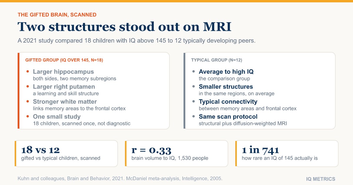 An MRI Map of the Gifted Brain: What the Scans Show