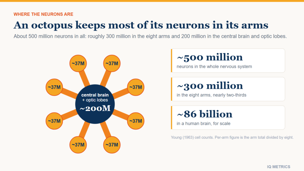 A diagram of an octopus nervous system: a central circle for the brain and optic lobes holding about 200 million of roughly 500 million neurons, surrounded by eight arm circles holding about 300 million between them, or about 37 million each.