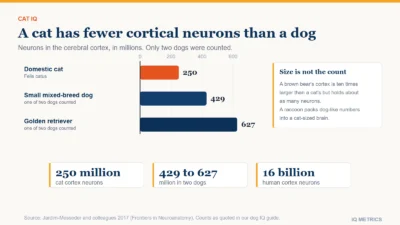 Bar chart of cerebral cortex neuron counts: about 250 million in a domestic cat, 429 million in a small mixed-breed dog and 627 million in a golden retriever, from a 2017 count by Jardim-Messeder and colleagues.