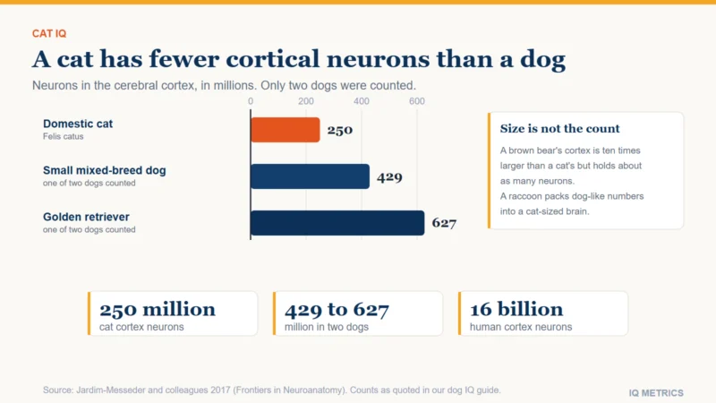 Bar chart of cerebral cortex neuron counts: about 250 million in a domestic cat, 429 million in a small mixed-breed dog and 627 million in a golden retriever, from a 2017 count by Jardim-Messeder and colleagues.
