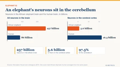 Bar charts of neuron counts: the African elephant brain holds 257 billion neurons against 86 billion in the human brain, but the elephant cerebral cortex holds 5.6 billion against 16.3 billion in the human cortex, from a 2014 count by Herculano-Houzel and colleagues.