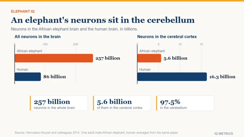 Bar charts of neuron counts: the African elephant brain holds 257 billion neurons against 86 billion in the human brain, but the elephant cerebral cortex holds 5.6 billion against 16.3 billion in the human cortex, from a 2014 count by Herculano-Houzel and colleagues.