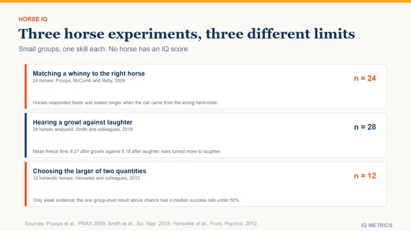 Three horse experiments as cards: 24 horses matched a herd-mate's whinny to the horse they had just seen, 28 horses froze for longer after recorded growls than after laughter (mean 9.27 against 5.18), and 12 Icelandic horses gave only weak evidence of choosing the larger of two quantities.