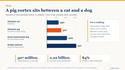 Bar chart of the number of neurons in the cerebral cortex: domestic cat about 250 million, domestic pig 307 million, small mixed-breed dog 429 million and golden retriever 627 million, from counts by Kazu and colleagues (2014) and Jardim-Messeder and colleagues (2017), with the human cortex at about 16.3 billion for scale.