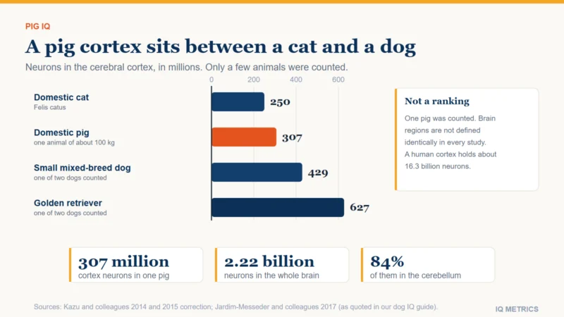 Bar chart of the number of neurons in the cerebral cortex: domestic cat about 250 million, domestic pig 307 million, small mixed-breed dog 429 million and golden retriever 627 million, from counts by Kazu and colleagues (2014) and Jardim-Messeder and colleagues (2017), with the human cortex at about 16.3 billion for scale.
